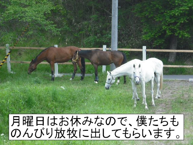 ���j���͔n���̂�т肵�Ă��܂��B