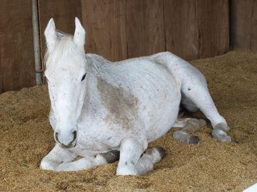 �w�C���_��