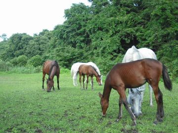 ���q�̗l�q