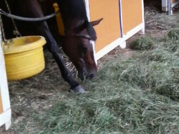 �������Ղ�