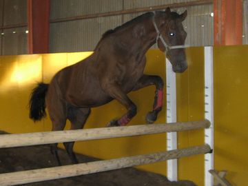 オーシャンカラー