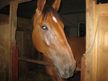 スティーブ・サン・ボーイ