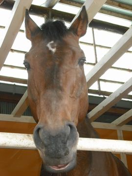 ビバーチェ・クレッセント