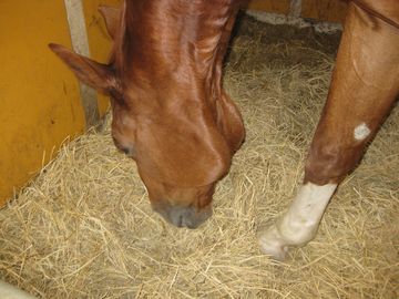 ��{�̓���